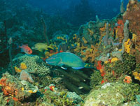 Un pez loro verde, que se alimenta raspando corales y rocas con su boca en forma de pico; es muy comn en los arrecifes coralinos del Caribe.