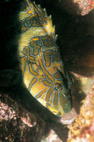 Las chernas son peces muy tranquilos y curiosos que habitan en las aguas tibias del Caribe, se alimentan de peces pequeos y una de sus caractersticas ms destacadas consiste en cambiar de sexo en el transcurso de su vida.