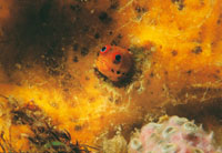 Pez goby que tan solo alcanza uno a dos centmetros.