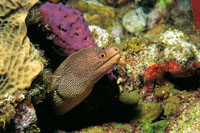 La morena de puntos, que durante el da vive entre las cavidades del coral, aprovecha la oscuridad de la noche para alimentarse de pequeos invertebrados.